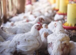 _Warga Pulau Panggang Kembangkan Peternakan Ayam Dukung Ketahanan Pangan - BeritaSatuWorld.com