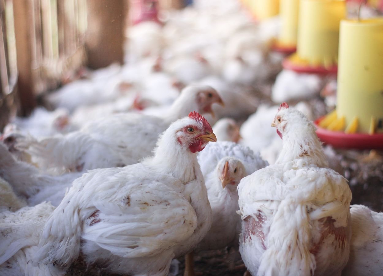 _Warga Pulau Panggang Kembangkan Peternakan Ayam Dukung Ketahanan Pangan - BeritaSatuWorld.com